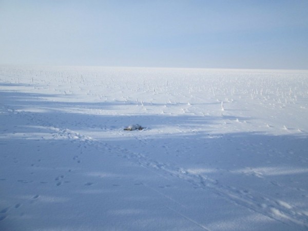 Тропой "молодого" охотника Тропой "молодого" охотника