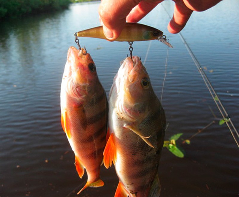 lovlya-okunya-vesnoy