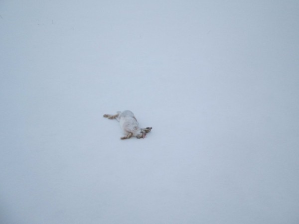 Что нам снег, что нам зной, что нам дождь..... Что нам снег, что нам зной, что нам дождь.....