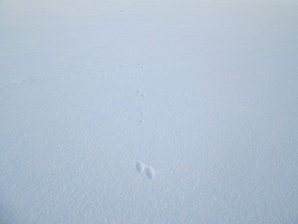 Тропой "молодого" охотника Тропой "молодого" охотника