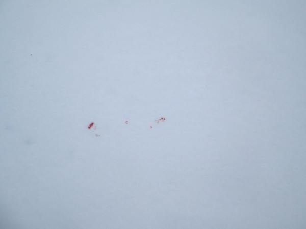 Что нам снег, что нам зной, что нам дождь..... Что нам снег, что нам зной, что нам дождь.....