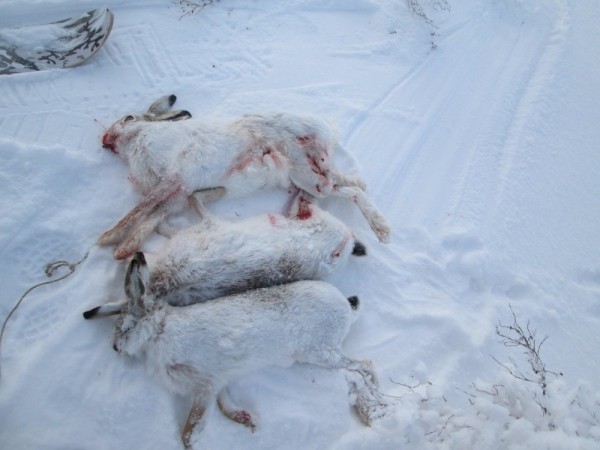 Тропой "молодого" охотника Тропой "молодого" охотника