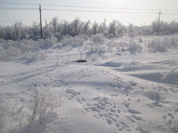 Тропой "молодого" охотника Тропой "молодого" охотника