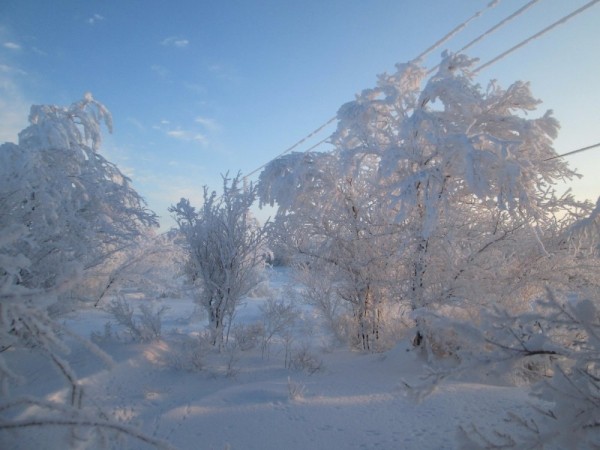 Тропой "молодого" охотника Тропой "молодого" охотника