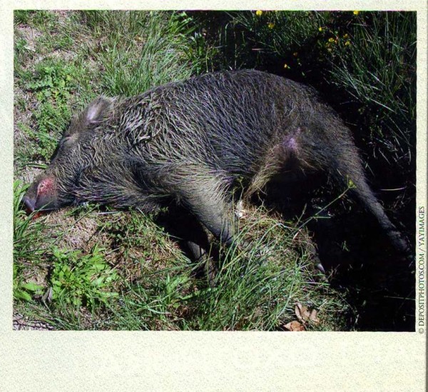 ДОВЕРЯЙ, но проверяй