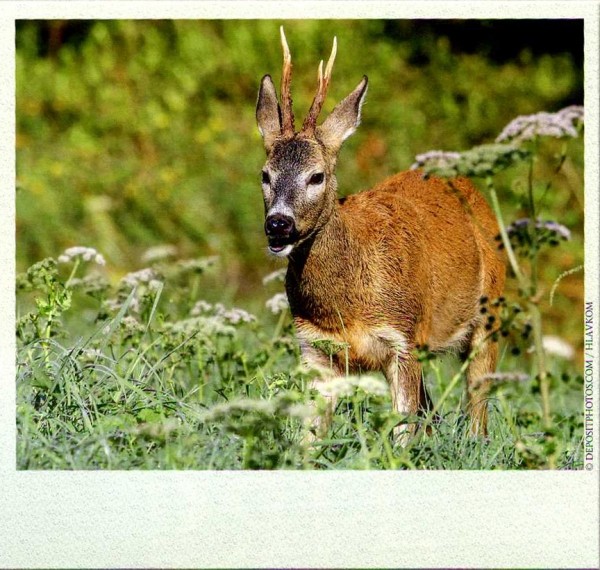 ДОВЕРЯЙ, но проверяй