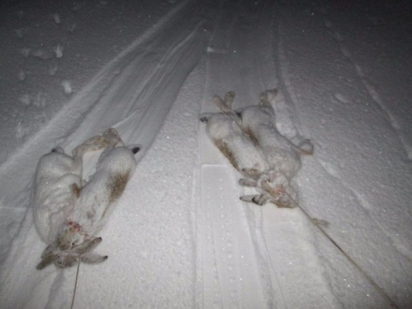 Тропой "молодого" охотника Тропой "молодого" охотника