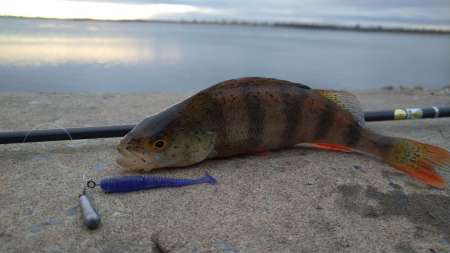 Флюорокарбон Lucky John Area Trout Game Флюорокарбон Lucky John Area Trout Game