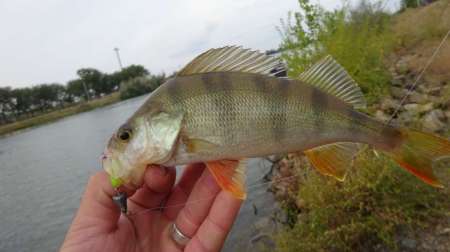 Флюорокарбон Lucky John Area Trout Game Флюорокарбон Lucky John Area Trout Game