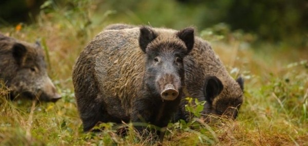 Как правильно охотиться на кабана