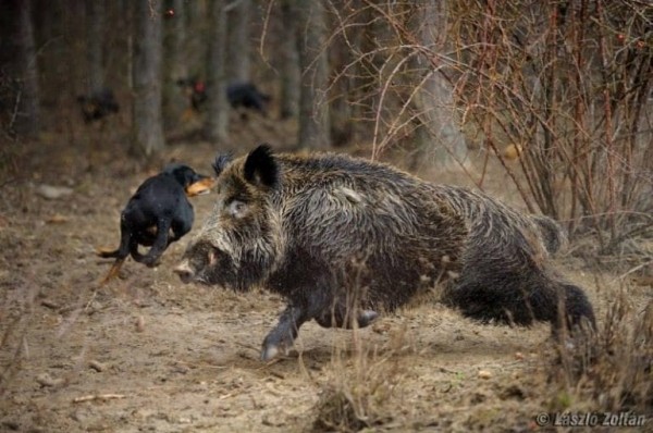 Как правильно охотиться на кабана