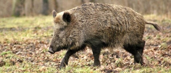 Как правильно охотиться на кабана