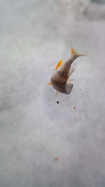 Конец рыбалке, одни покатушки