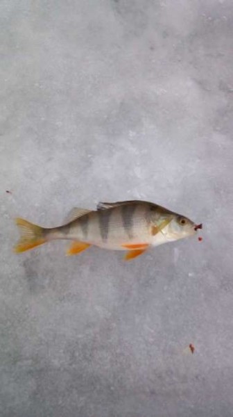 Конец рыбалке, одни покатушки