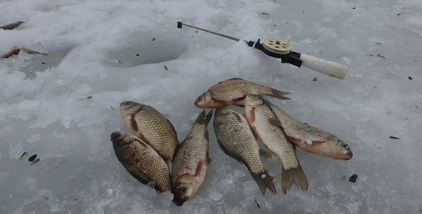 Ловля карася со льда на пруду Ловля карася со льда на пруду