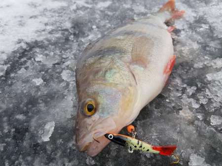 Лунное затмение и клёв рыбы. Есть ли связь? Лунное затмение и клёв рыбы. Есть ли связь?