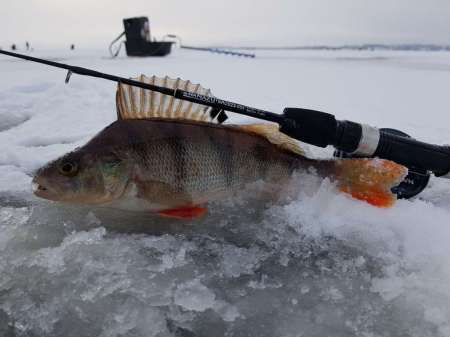 Лунное затмение и клёв рыбы. Есть ли связь? Лунное затмение и клёв рыбы. Есть ли связь?