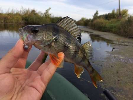 Обзор рачка Sprut Noki