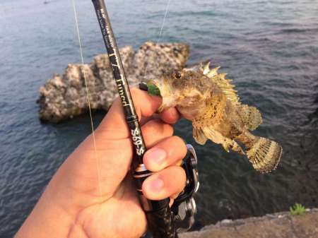 Обзор рачка Sprut Noki