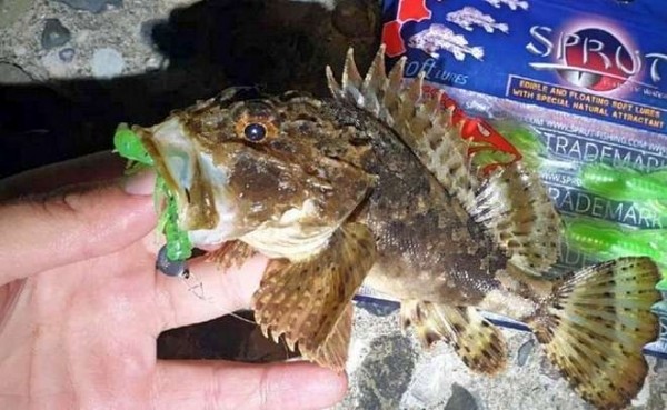 Обзор рачка Sprut Noki