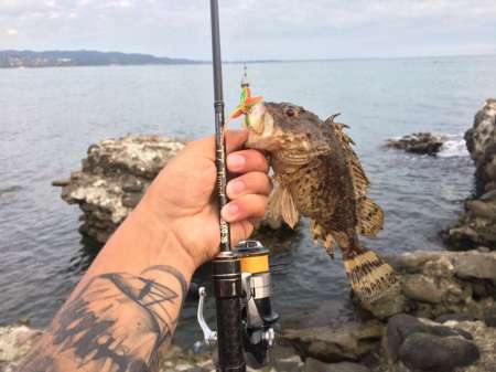 Обзор рачка Sprut Noki