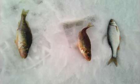 Первый лёд в феврале