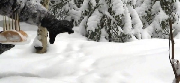 Петли на зайца Петли на зайца