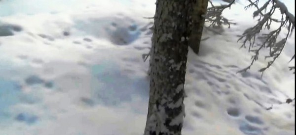 Петли на зайца Петли на зайца