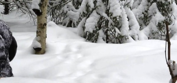 Петли на зайца Петли на зайца