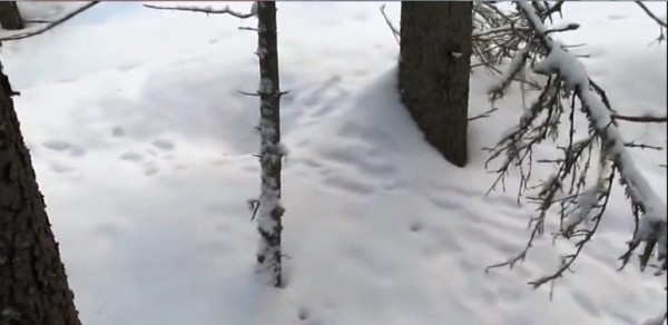 Петли на зайца Петли на зайца