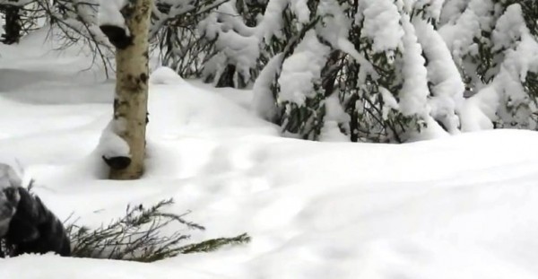 Петли на зайца Петли на зайца