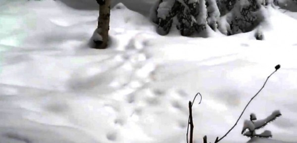 Петли на зайца Петли на зайца