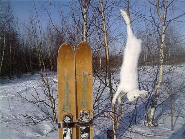 Петли на зайца Петли на зайца