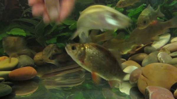 Почему вьюн и карась самые лучшие живцы для хищника