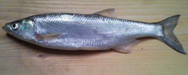 Редкие виды рыб, лов которых запрещен