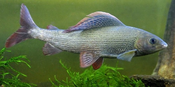 Редкие виды рыб, лов которых запрещен