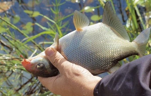 Собираем матч. Тонкости рыбалки на дистанции