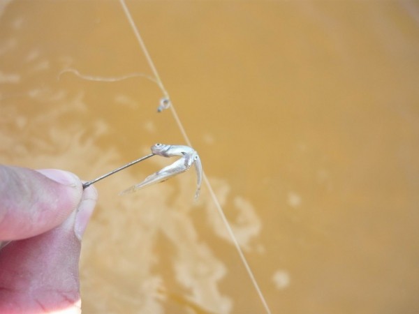 Весенняя ловля селедки на Волге. Простая снасть и удачный выбор места Весенняя ловля селедки на Волге. Простая снасть и удачный выбор места