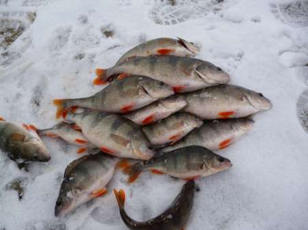 Весна идет, весне дорогу!