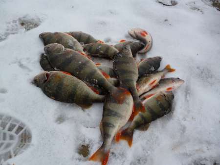 Весна идет, весне дорогу!