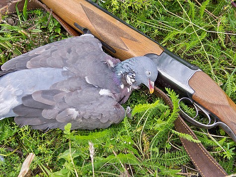 Вспоминая охоты на вяхиря