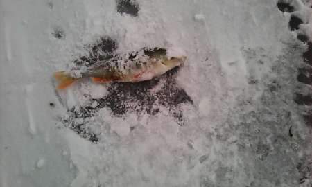 Аборино. Последний день зимы.