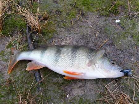 Дождь. Ловить или не ловить...