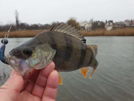 Дождь. Ловить или не ловить...
