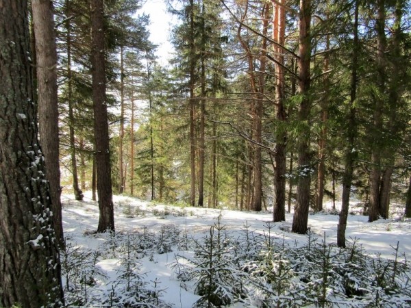 К рябчику на ток К рябчику на ток