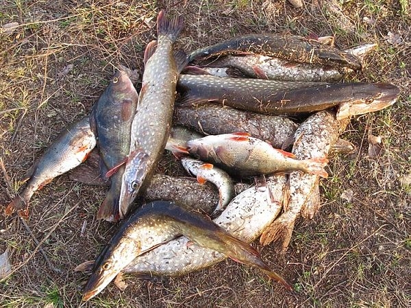 Хвосты оборваты, но щуки пойматы! Хвосты оборваты, но щуки пойматы!