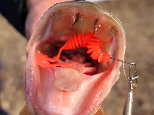 Хвосты оборваты, но щуки пойматы! Хвосты оборваты, но щуки пойматы!