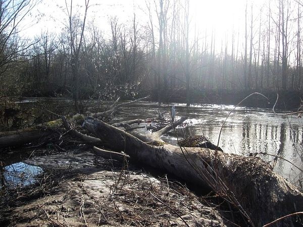 Ловим налимов весной