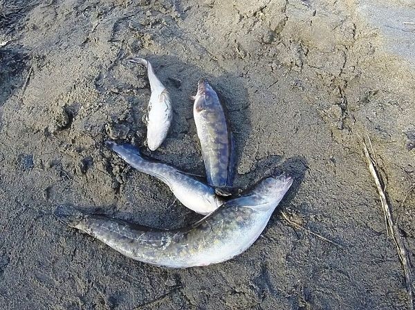 Ловим налимов весной