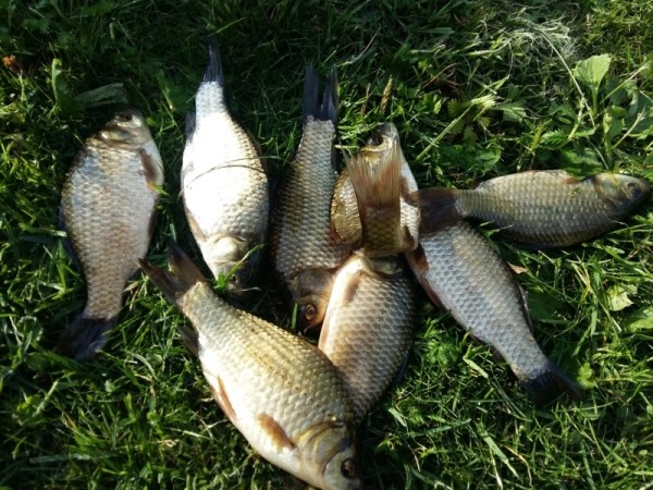 Ловля карася на перловку